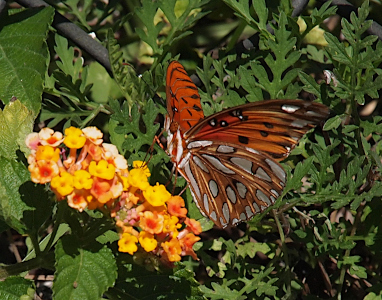 [The butterfly is perched on lantana plant flower facing left. There are many large white spots on this side of the lower set of wings and seems to blend right into the orange and white body. The upper wings are mostly orange with black spots.]